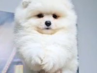 Kusursuz Karbeyaz Pomeranian Boo Teddy Face