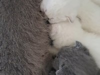 2 aylık anne scottish fold baba british orijinal ırk