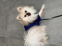 10 aylık pomeranian köpeğimi sahiplendirmek istiyorum
