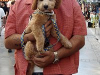 5 Aylık Dişi Toy Poodle