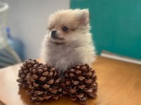 Acil safkan pomeranian yavrular