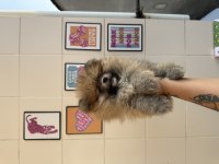 Uygun turuncu Pomeranian ayı surat
