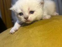 Orijinal british shorthair