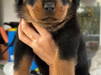 Aşıları tam rottweiler yavrular erkek ve dişi