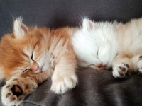British longhair 60 günlük