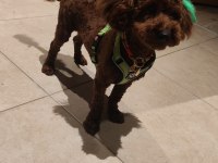 9 aylık erkek toy poodle