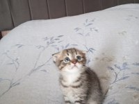 Scottish fold yavru 3 aylık erkek