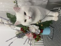 Oyun sever british shorthair