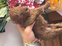 Poodle bebeklerimiz