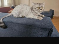 KEDİMİZ ETTİM MASRAFLARI ÇIKARAK VERİLECEKTİR ÜCRETSİZ GİBİ