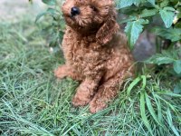 Sağlık ırk garantili toy poodle