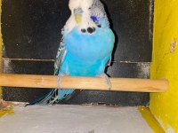Erkek show jumbo muhabbet kuşu
