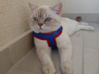 Safkan british shorthair bluepoint