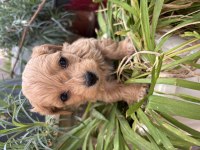 Poodle 2 aylık yavrular izmir