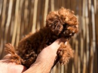 Irkının en iyi olan Poodle bebekler
