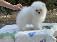 Pomeranian Boo karbeyaz show class