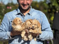 Maltipoo orijinal yavrularımız