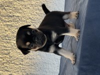 Black tan pug mops