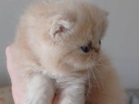 Küçük garfield kedimiz başka bir aileye gitmeye hazır