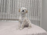 Sevimli mid poodle