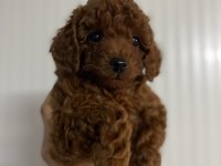 Red brown kore erkek ve dişi toy poodle yavrular