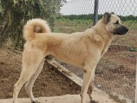 Mersin A kalitede Anadolu çoban köpeklerimiz