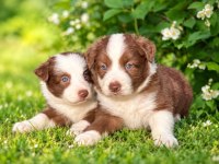 Ultra Kalite Border Collie Yavrularımız