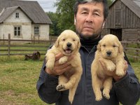 Golden çok sevimli yavrular ruhsatlı çiftlik