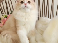 Golden British Longhair Güzeller Güzeli̇ Yavrular