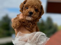 Maltipoo Minik Yavrularımız 
