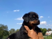 Burkemden a kalite rottweiler yavrumuz