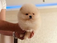 Bal Gibi Teacup Ayıcık Mini Boy Pomeranian