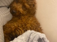 Toy Poodle Sahiplendirme Tuvalet Eğitimi Vardır