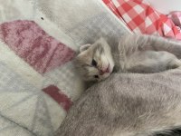 Yavru kediler yeni sahiplerini bekliyor