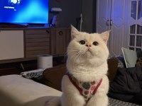 British shorthair kedilerimiz sahiplendirilecektir