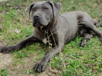 Cane Corso 7 Aylık