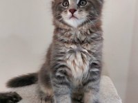 Full şecereli maine coon ünvanlı ebeveynlerden