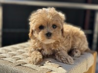 Petmode köpek çiftliğinde ziyarete açık kore maltipoo