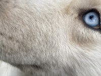 mavi gözlü beyaz husky
