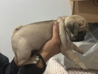 SHOW CLASS PUG MOPS BEBEKLER