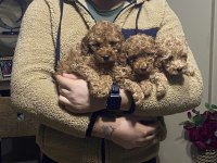 Ev Doğumu Toy Poodle Bebekler
