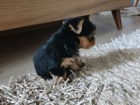 Yorkshire Terrier Yavrularımız