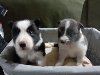 1 Aylık border collie yavrular
