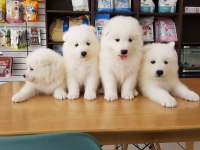 PAMUK GİBİ SAMOYED YAVRULARI