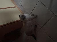Blue point scottish fold