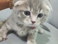 Scottish fold bebeklerim yeni yuvalarına gitmeye hazır