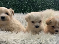 MALTİPOO BEBEKLERİ