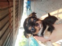 Şivava uzun tüylü (chihuahua)