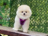 Pomeranian Teddy Face Yavrularımız