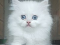 BRİTİSH Longhair yavrularımız yeni ailelerine gitmeye hazır